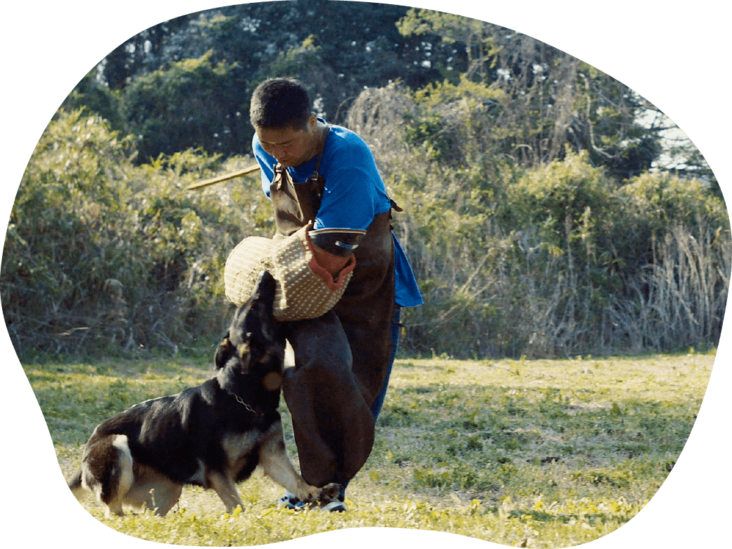 わんちゃんのことでお悩みならドッグスクール山口におまかせください!｜茨城県つくば市の犬のしつけ・訓練・トレーニングなら「ドッグスクール山口」