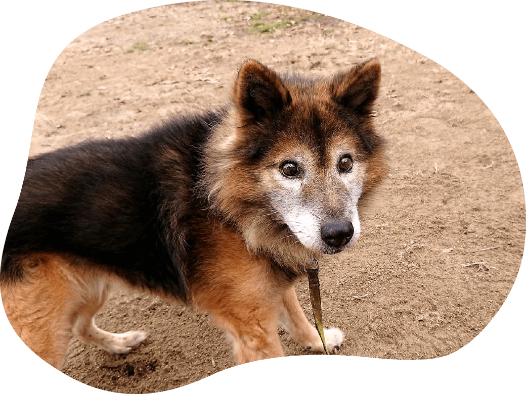ボランティア活動｜茨城県つくば市の犬のしつけ・訓練・トレーニングなら「ドッグスクール山口」