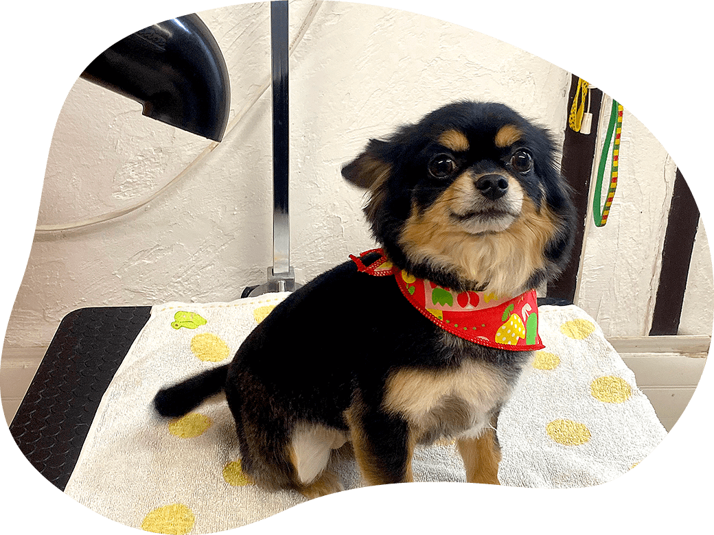 トリミングサロン「キレイ処 わしゃわしゃ」｜茨城県つくば市の犬のしつけ・訓練・トレーニングなら「ドッグスクール山口」