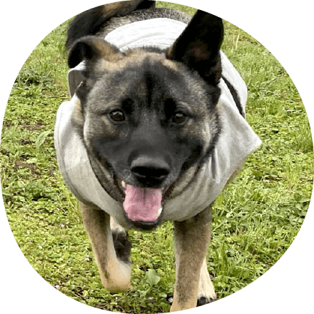 アンケート｜ギャラリー｜茨城県つくば市の犬のしつけ・訓練・トレーニングなら「ドッグスクール山口」