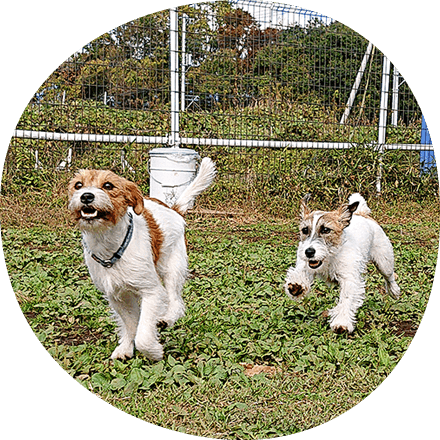 写真ギャラリー｜ギャラリー｜茨城県つくば市の犬のしつけ・訓練・トレーニングなら「ドッグスクール山口」