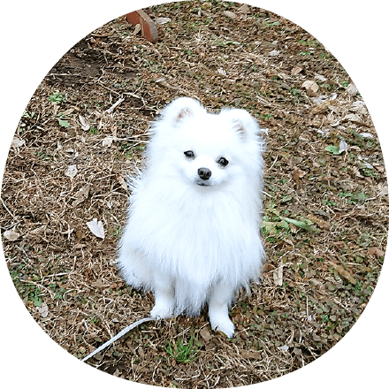 写真ギャラリー｜ギャラリー｜茨城県つくば市の犬のしつけ・訓練・トレーニングなら「ドッグスクール山口」