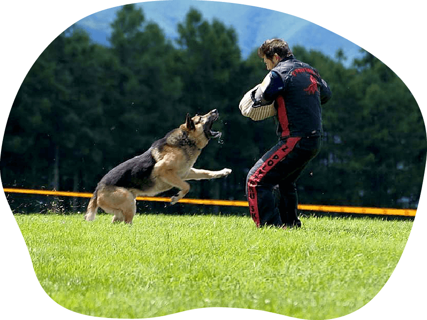 サービス内容｜茨城県つくば市の犬のしつけ・訓練・トレーニングなら「ドッグスクール山口」