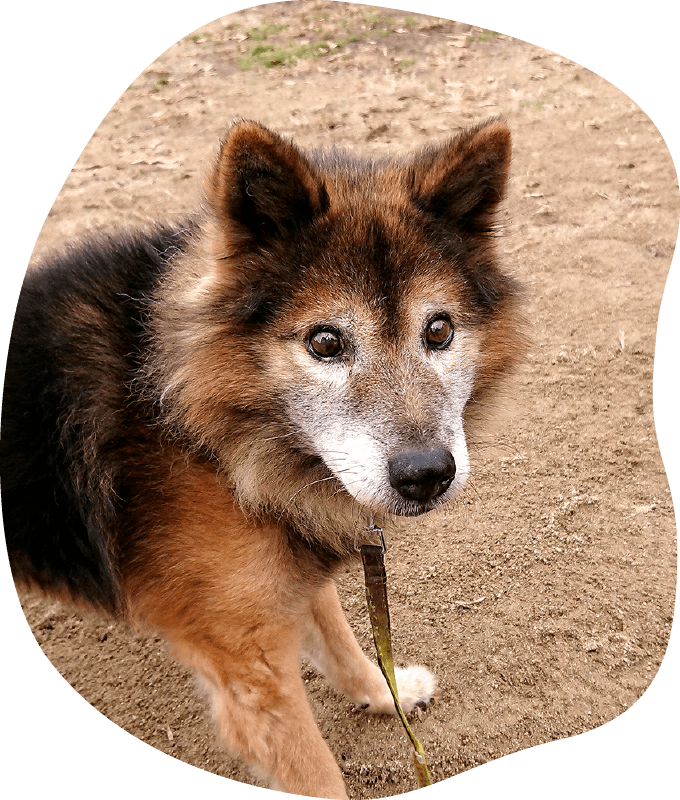 ボランティア活動｜茨城県つくば市の犬のしつけ・訓練・トレーニングなら「ドッグスクール山口」