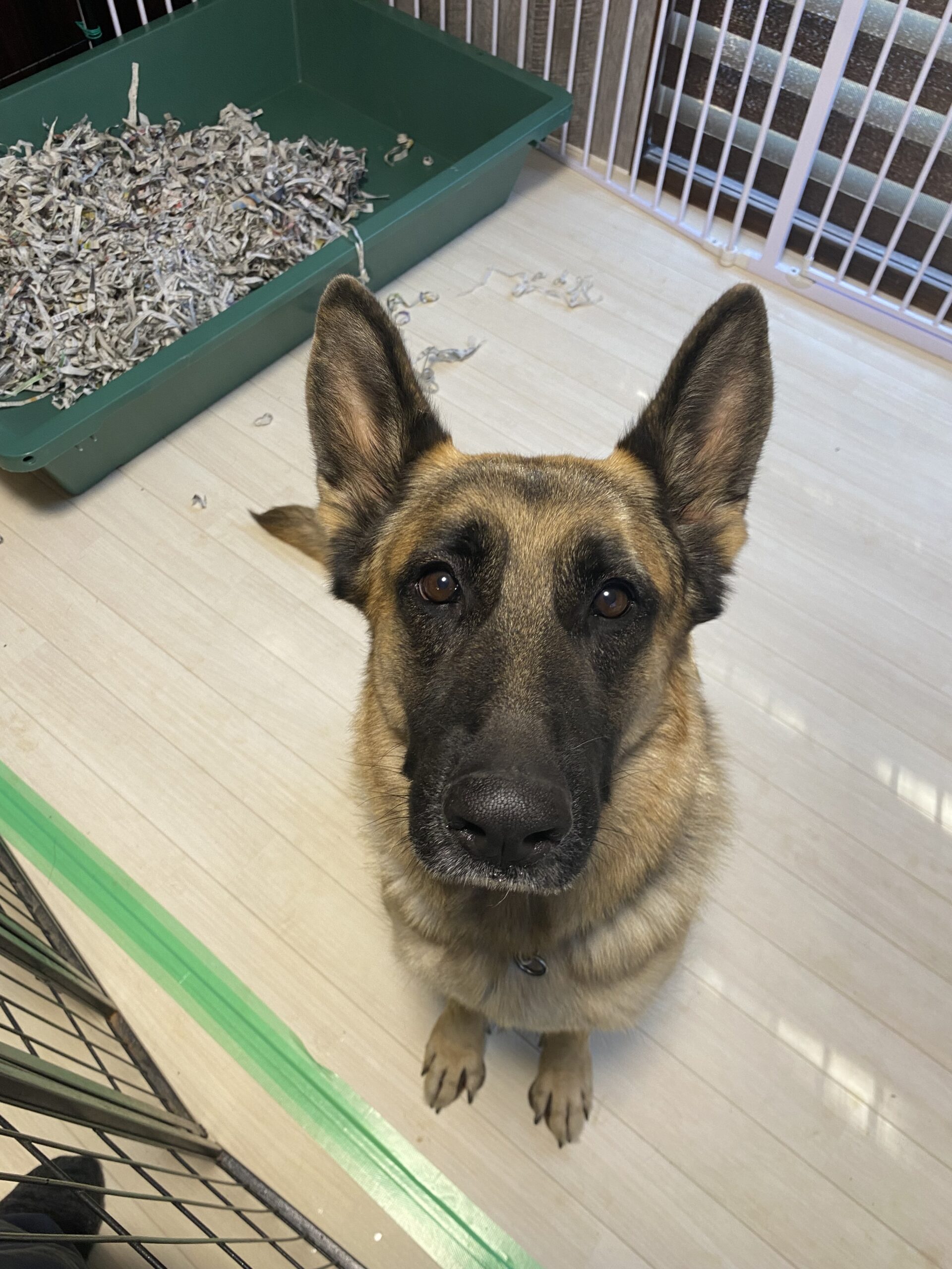 ジェムちゃんのお産が近づいて来ましたpage-visual ジェムちゃんのお産が近づいて来ましたビジュアル