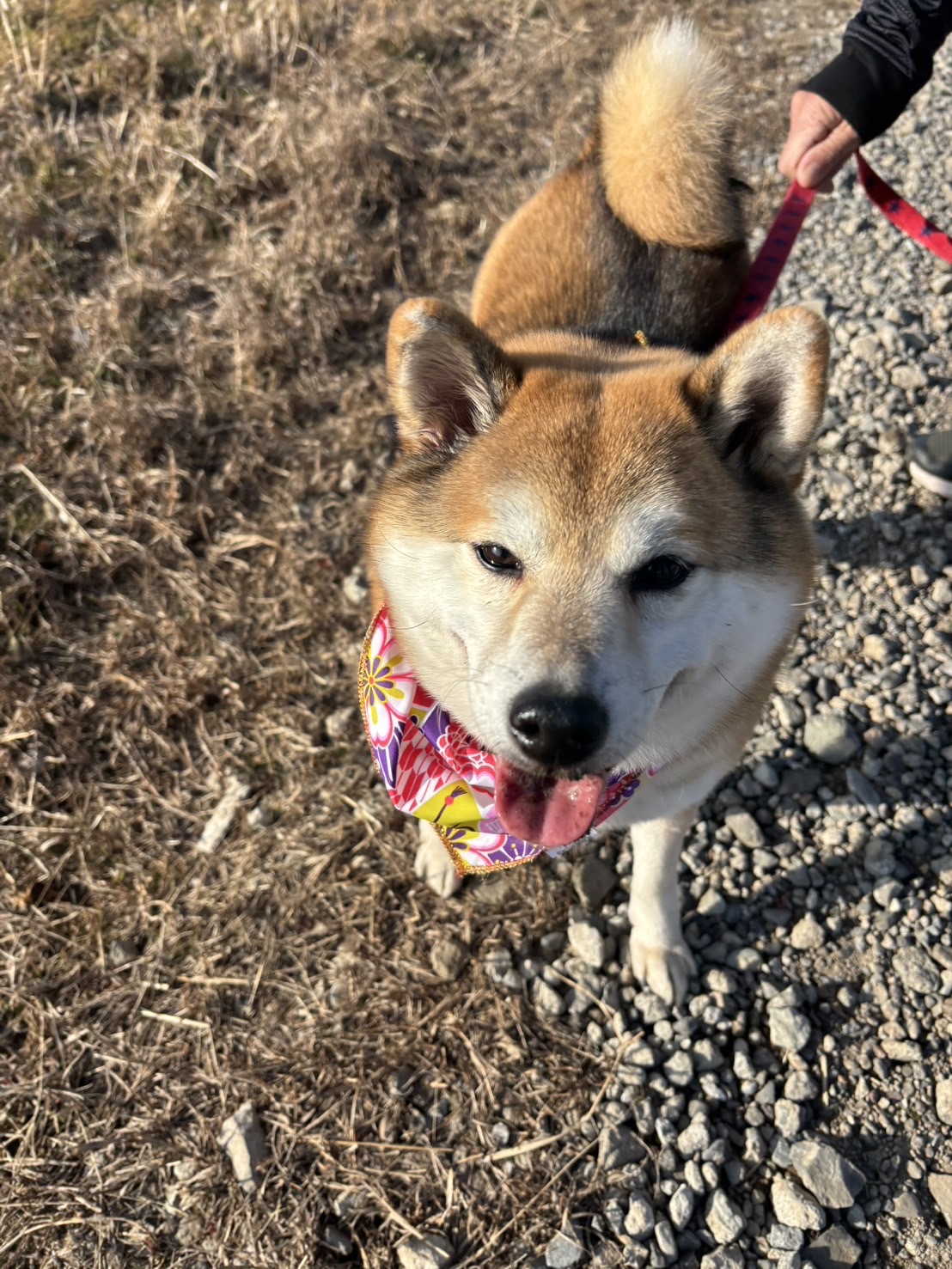 保護犬活動page-visual 保護犬活動ビジュアル