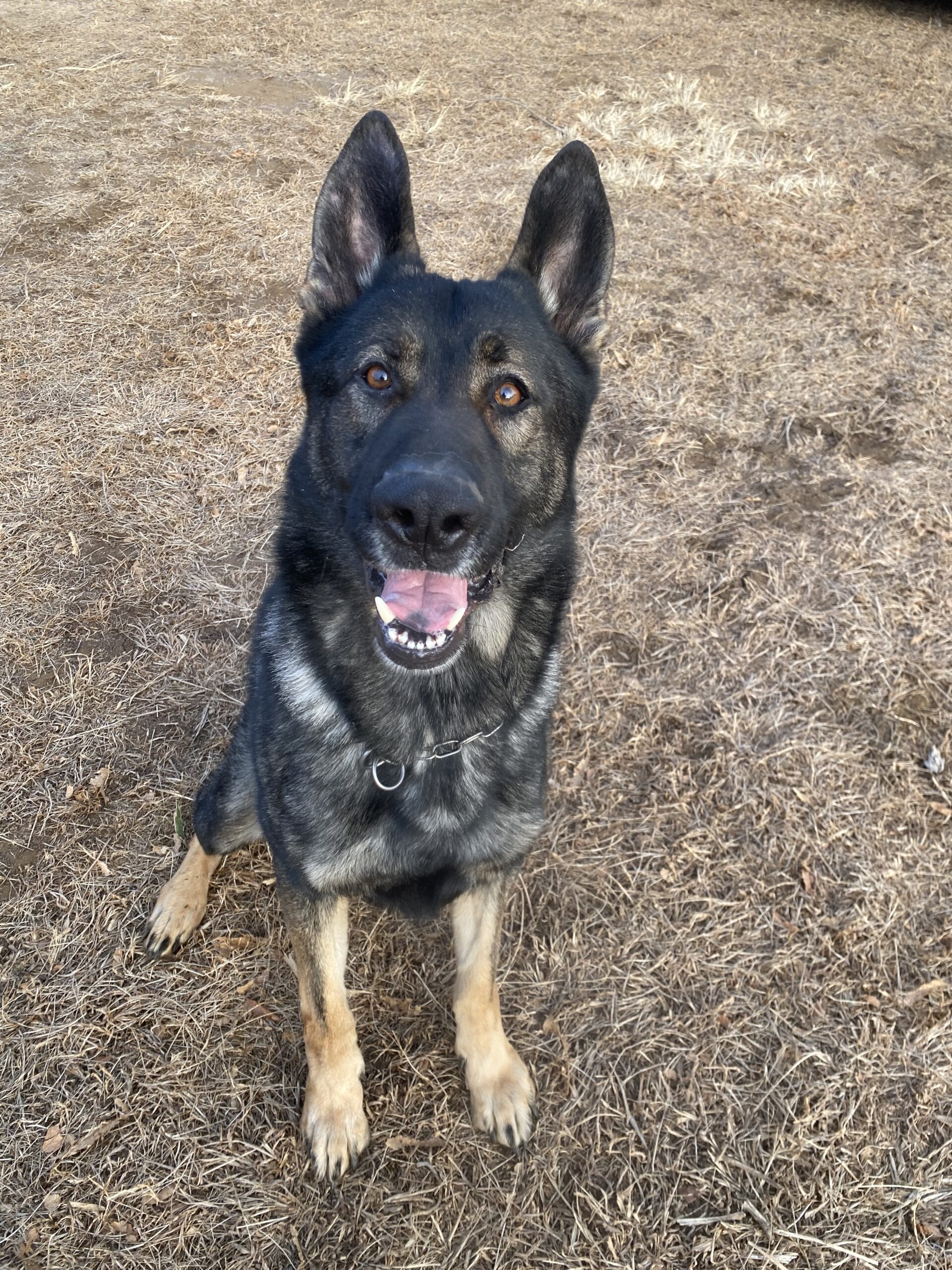 マーベリック@同伴犬試合格page-visual マーベリック@同伴犬試合格ビジュアル