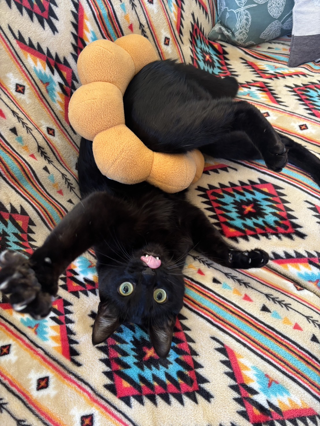 猫と犬。そして未来page-visual 猫と犬。そして未来ビジュアル