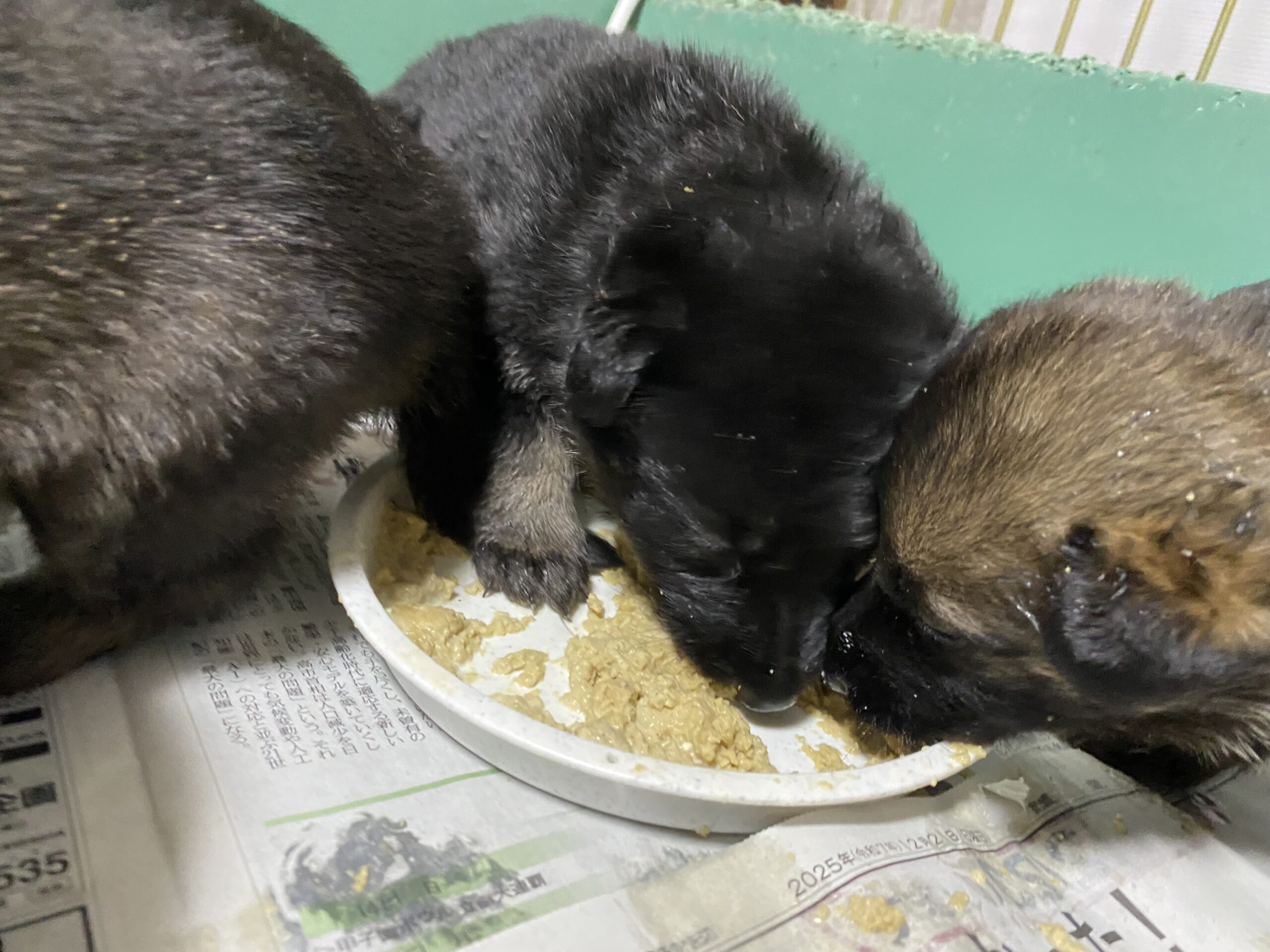 離乳食が始まりましたpage-visual 離乳食が始まりましたビジュアル