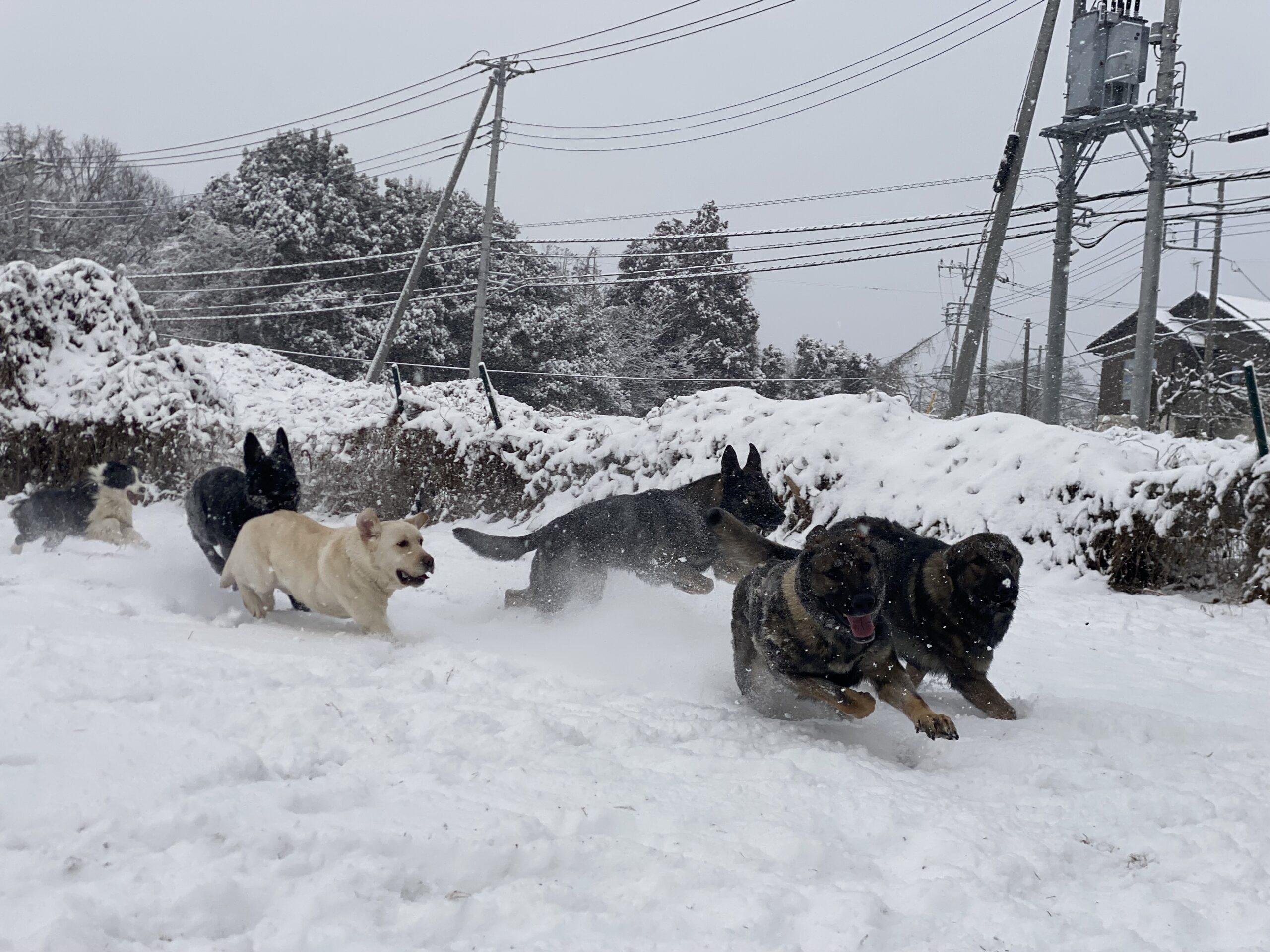 雪が積もりました＆仔犬情報page-visual 雪が積もりました＆仔犬情報ビジュアル