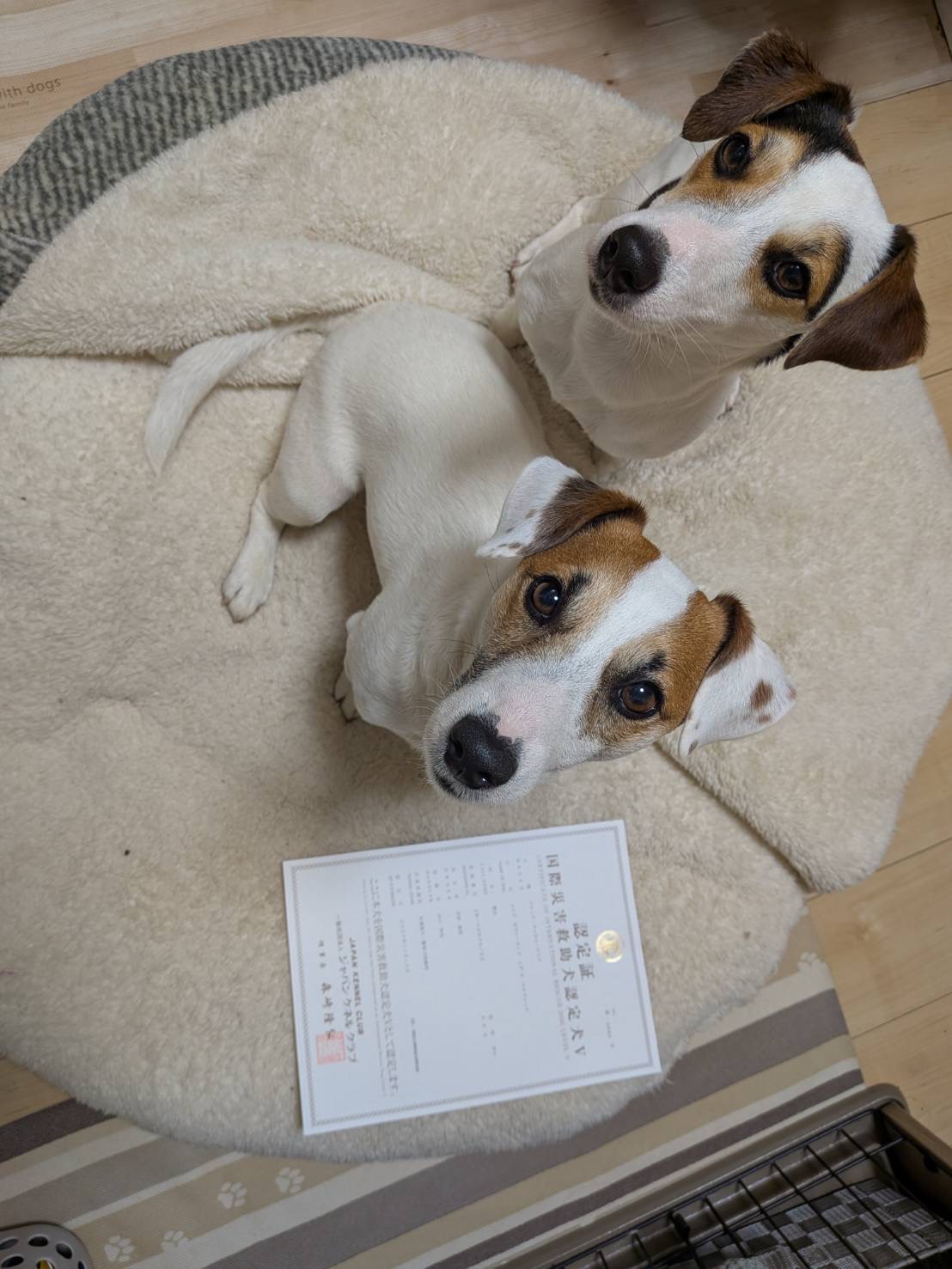 災害救助犬合格書page-visual 災害救助犬合格書ビジュアル