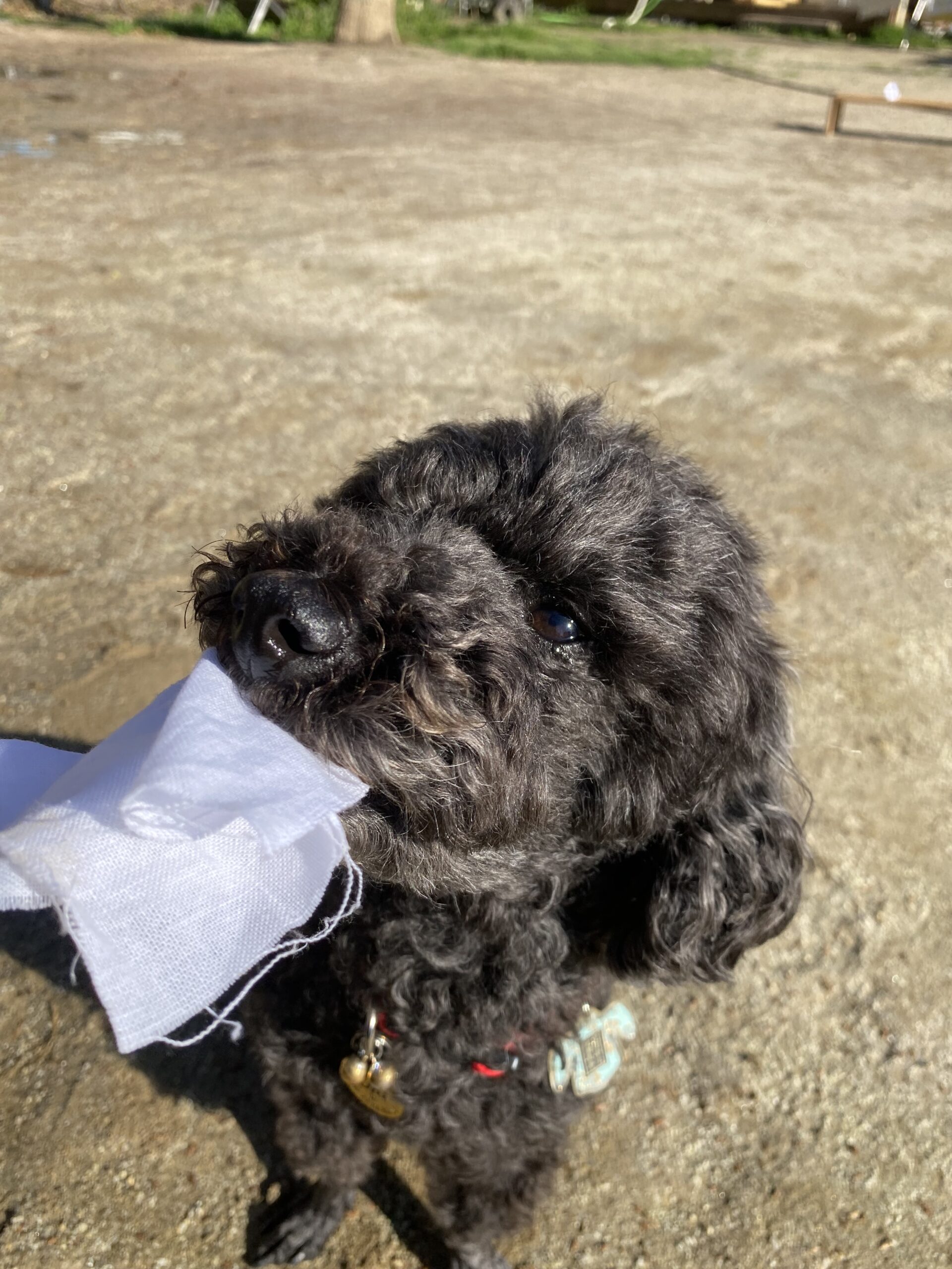 うにちゃん選別日記page-visual うにちゃん選別日記ビジュアル