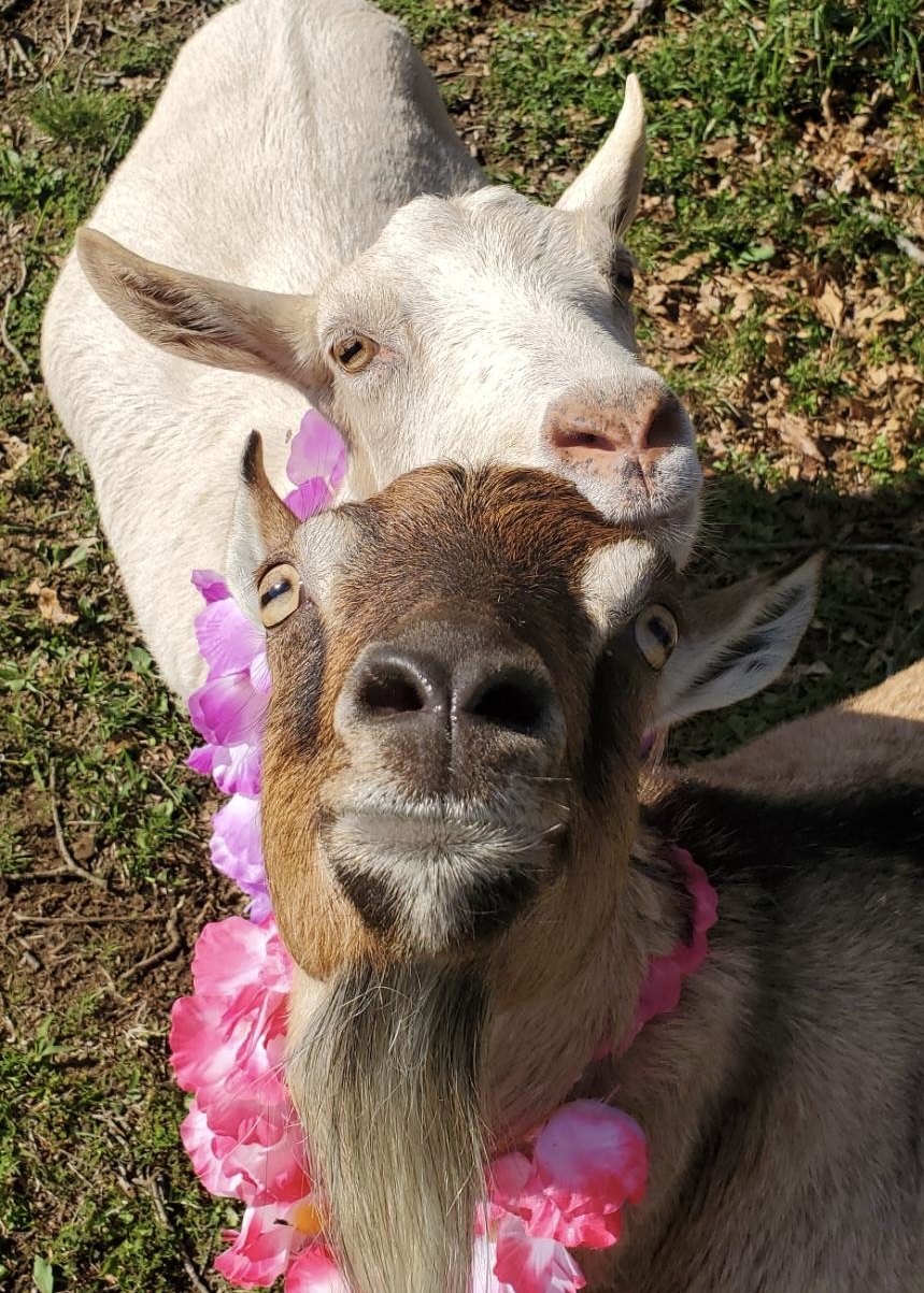 ゆきちゃんとムギちゃんpage-visual ゆきちゃんとムギちゃんビジュアル