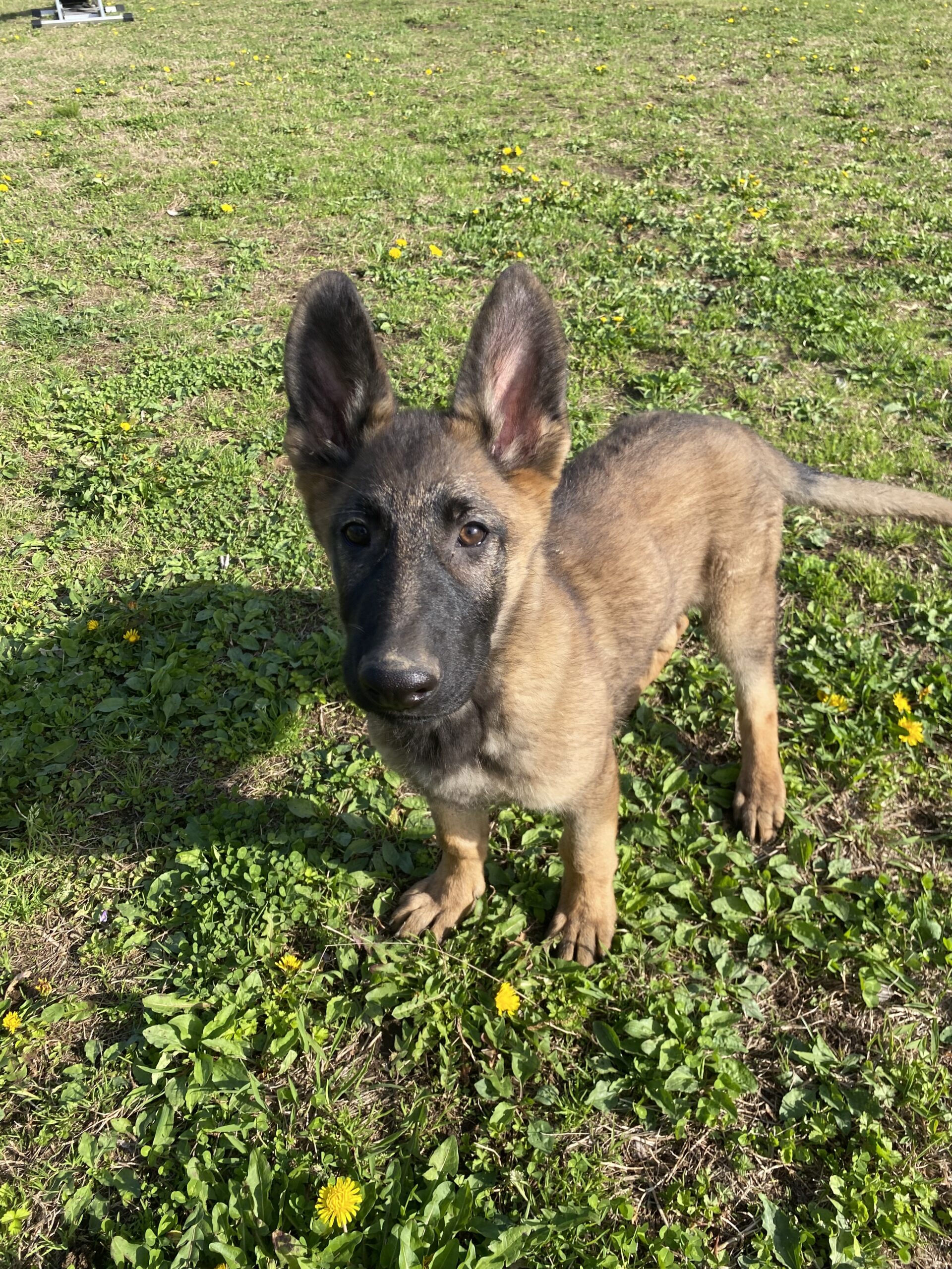 林蔵です🐶page-visual 林蔵です🐶ビジュアル